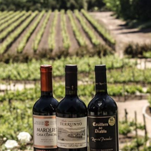 Tour Viña Concha y Toro